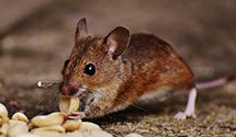 24 Hour & Emergency Exterminators in Smethport, NC